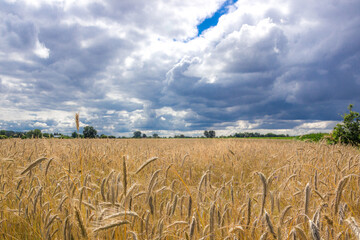 
dark clouds over a field of ripe grain before harvest
