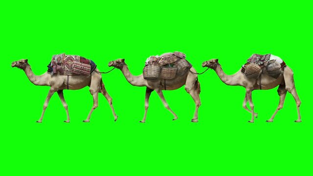 Camel train on a clean background. Isolated caravan from a camel with different goods. Green Screen