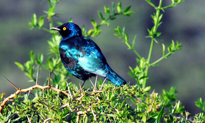 Africa- A Close Up of the Gorgeous Lamprotornis Starling