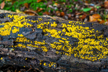 Bisporella Citrina Log