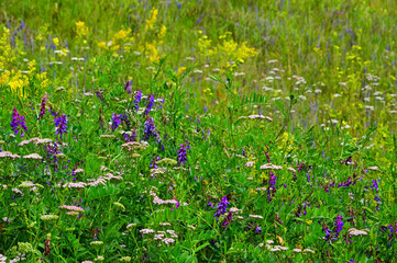 Flower background. Blooming meadow in summer, Motley grass. The flowers are arranged diagonally.