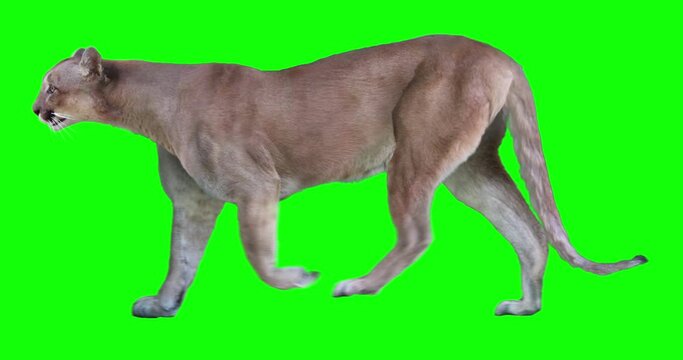 Cougar walking. Isolated and cyclic animation. Green Screen.
