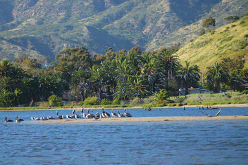 a view of pelicans bird at the beach and trees and mountains at Malibu Lagoon in Malibu California