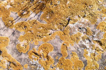 Lichen growing on rock. Stones covered by lichen. Natural textured Background. Orange Spotted