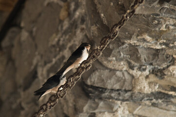 Swallows.
Two swallows on the chain, on the porch of a house