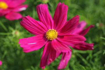 Obraz premium Beautiful nature red daisies in the morning backyard garden, backgrounds