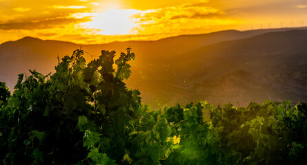 summer sunset in young vineyards of rioja spain