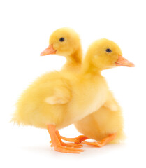 Little cute duckling.