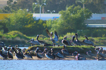 a flock of pelicans in flight at the beach at Malibu Lagoon in Malibu California