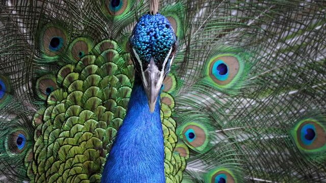 Peacock with opened feathering attracts females