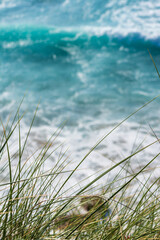 Close-up of herbs with unfocused sea in the background, in Cantabria, on a sunny summer afternoon, in vertical