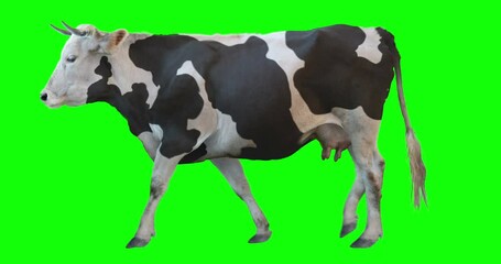 Black and white cow walking on a transparent background. Cyclic animation. Green Screen. Can also use as a silhouette. - Powered by Adobe