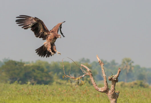 Eagle in flight
