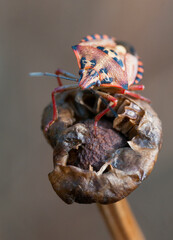 Carpocoris pudicu insect bug on the top of a dry plant