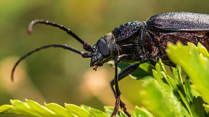 bug on a leaf