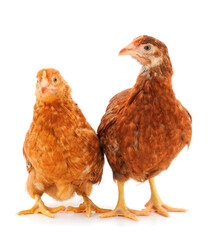 Two hen isolated.