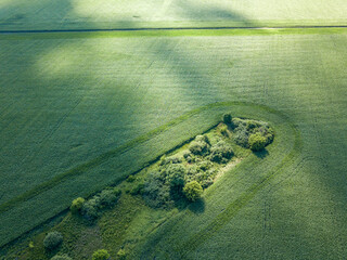 Aerial drone view. Green cornfield in Ukraine.