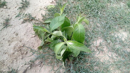 close up of fresh herbs