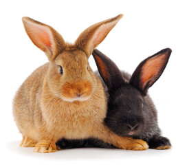 Fototapeta na wymiar Two rabbits isolated.