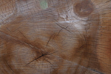 cross section of tree wood