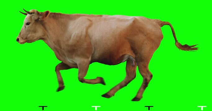 Red cow runs on a transparent background. Cyclic animation. Green Screen. Can also use as a silhouette.