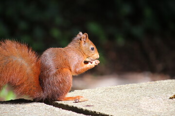 Eichhörnchen im Aachener Stadtpark in Deutschland