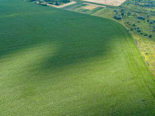 Aerial drone view. Green agricultural corn field in Ukraine.