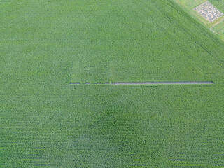 Aerial drone view. Green agricultural corn field in Ukraine.