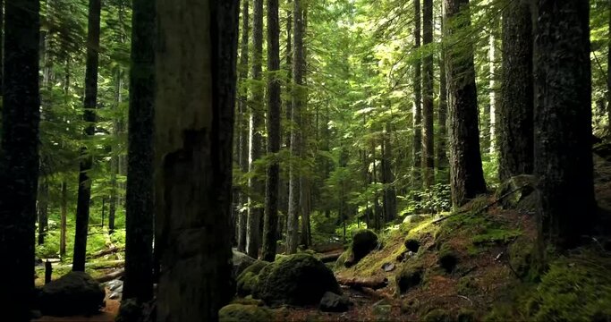 Video Of Forest Ottawa, Canada