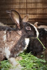 white rabbit on a green grass              .