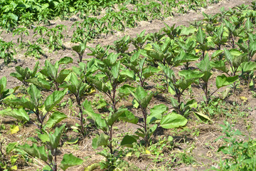 Fototapeta na wymiar Eggplant grows in rows in open ground