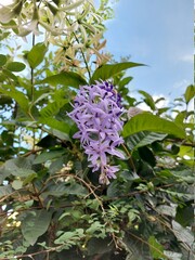 lilac flowers in the garden