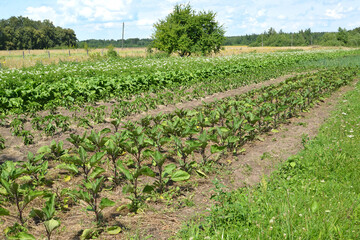 Fototapeta na wymiar Growing vegetables in open ground. Rural landscape