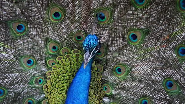 Peacock shakes feathers. Colourful peacock shows his feathers to female and shakes it intensively