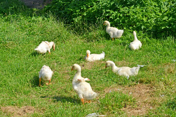 Young domestic geese graze on grass