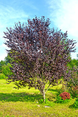 Red-leaved plum, Pissardi variety (Prunus cerasifera var. pissardii). General view of the tree - 367563124