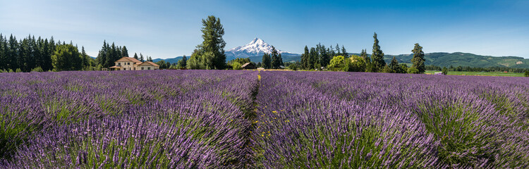 Rows of Lavender Fields in Full Bloom with snow capped  in the background. Mt. Hood