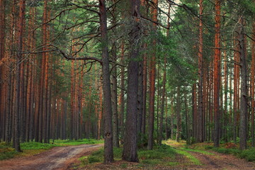 Obraz premium Two ways through the pine forest