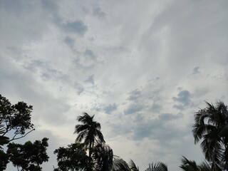 palm trees against the sky