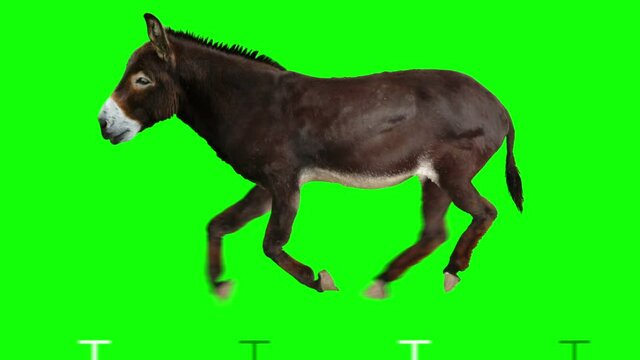 Isolated donkey cyclical running. Can be used as a silhouette. Green Screen.