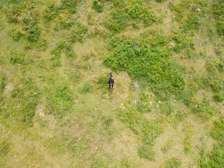 Fototapeta na wymiar Aerial drone view. Cow in the Ukrainian meadow.
