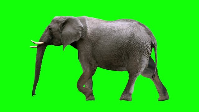 African elephant walking on green screen for easy chroma keying. An isolated animal video allows to add background in post-production. Element for visual effects.