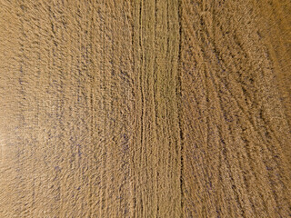 Aerial drone view. Agricultural fields of ripe wheat in the Ukrainian village.