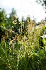 green grass in the morning