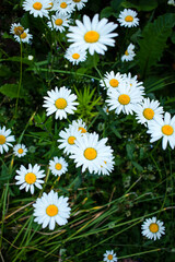 Fototapeta premium daisies in the grass