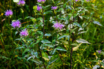 wild flowers in the meadow