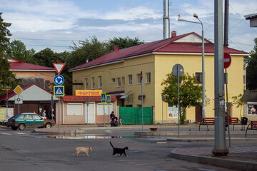 Cats walk on the main square of the city of Pechora