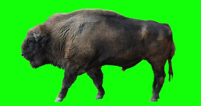 Isolated Wisent (European Wood Bison) cyclical walking. Can be used in real coloring, and as a silhouette. Green Screen.