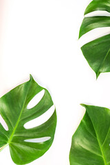 Fototapeta na wymiar Monstera leafs lay on white background. Summer background concept.