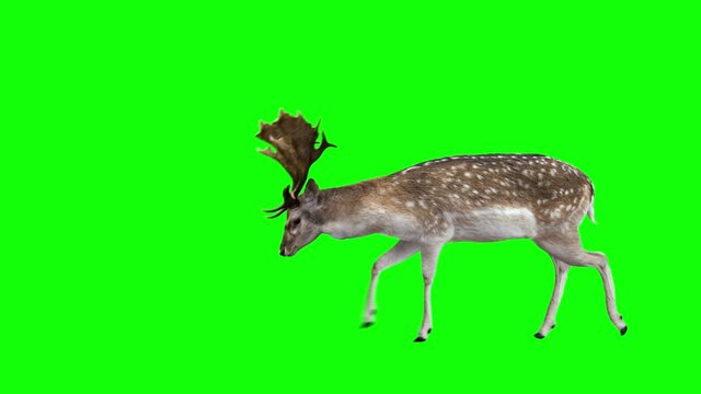 Fallow deer grazing. Two variations with and without horns(Buck and Doe). Green Screen. Cyclic animation with the horizontal movement. You can also be used as a silhouette.